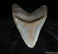 HUGE Megalodon Tooth - Just Shy of Inches #73-1
